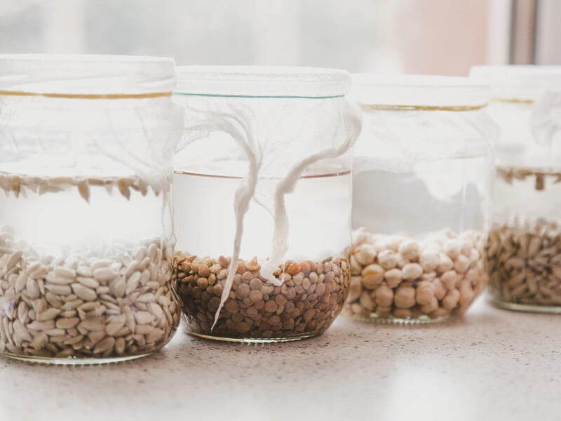 Замочіть насіння в цьому аптечному препараті – й отримаєте рекордний урожай. Перевірений метод