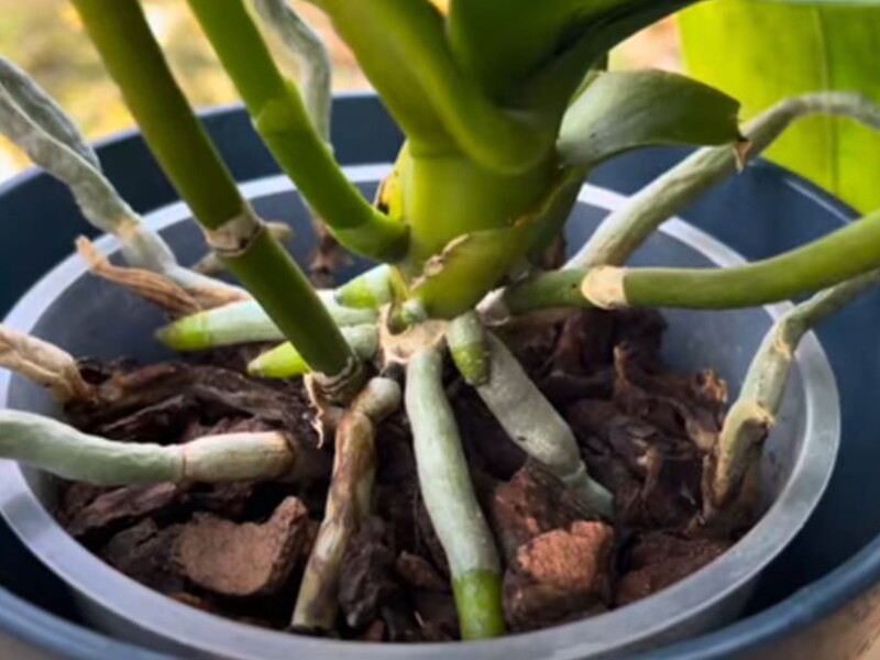 Полийте цим настоєм орхідею – і в неї з'являться нові квітконоси. Рецепт підживлення із двох компонентів