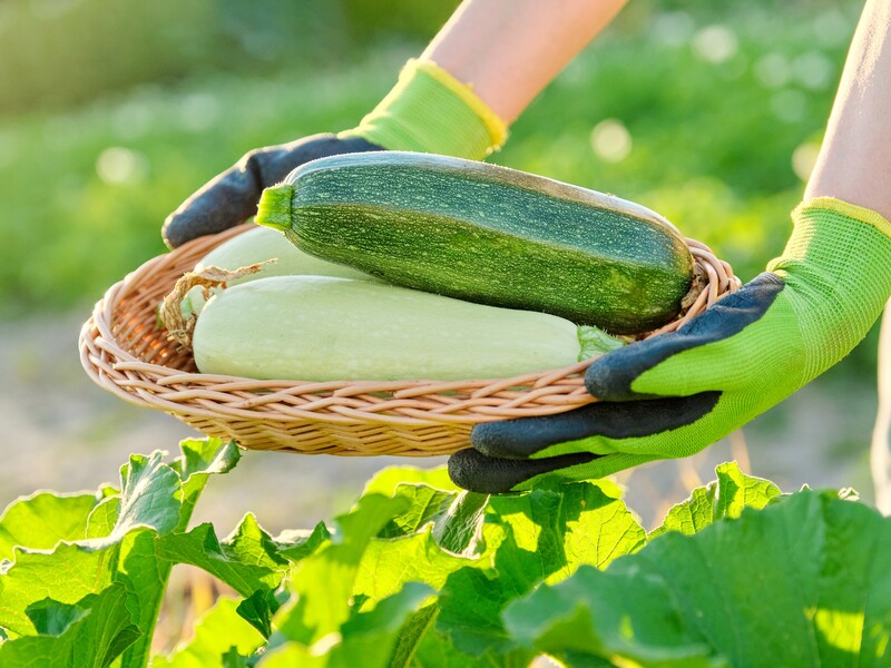 "Утомитеся збирати". Городники назвали умови для рекордного врожаю кабачків