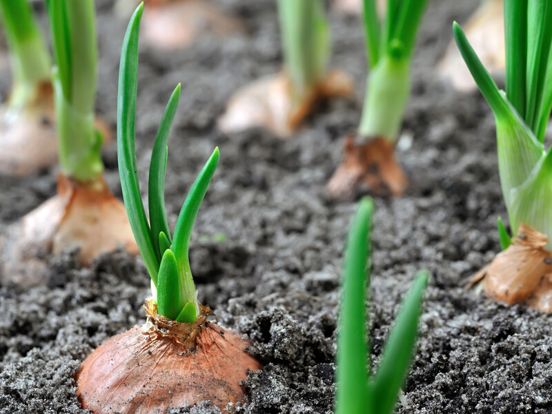 Використайте цей предмет із кухні, щоб лунки для цибулі вийшли ідеально рівними