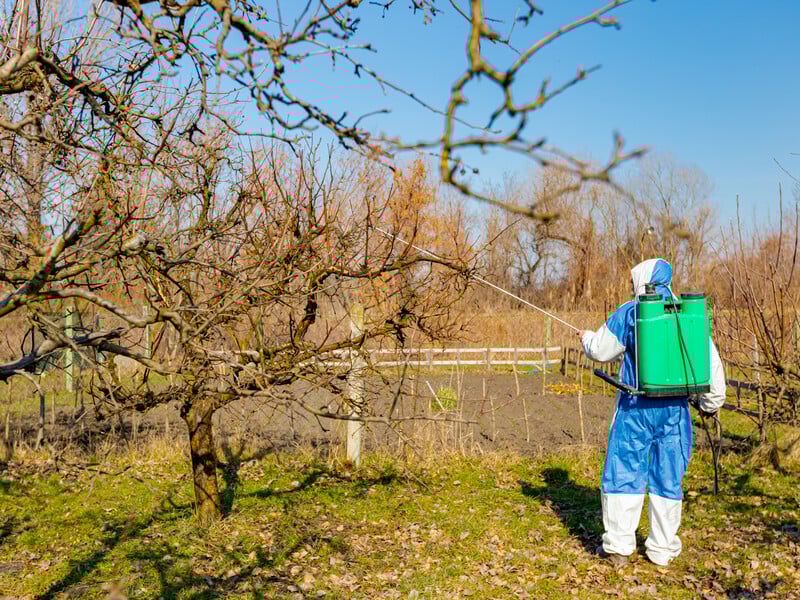 Зробіть це перед першим обробленням саду – і зберете щедрий урожай. Перевірені лайфхаки від садівників