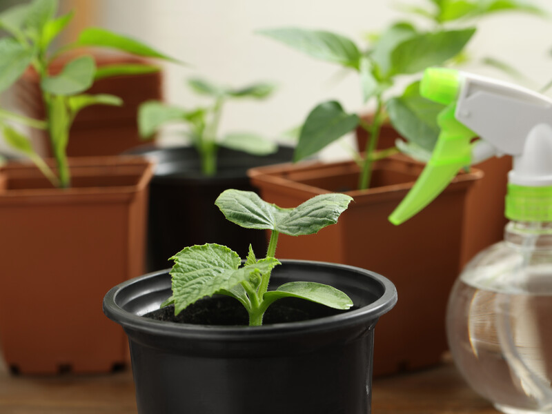 Змішайте ці два інгредієнти – і вийде ефективне підживлення для розсади, яка в'яне