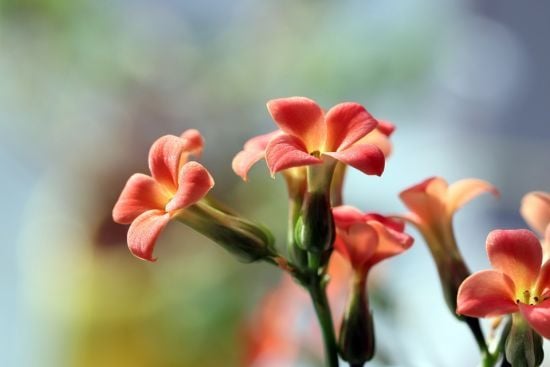 Як доглядати за кімнатними рослинами взимку: головні секрети