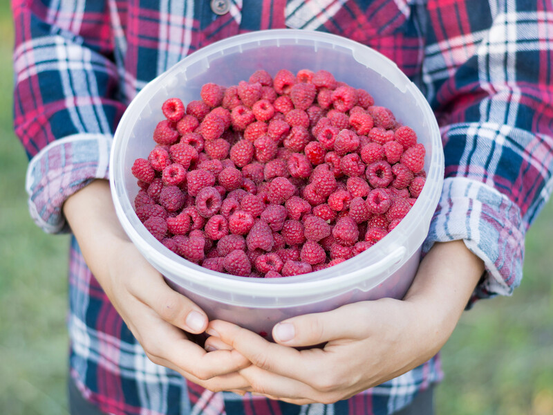 Розчиніть це у воді – і влітку зберете щедрий урожай солодкої малини. Рецепт підживлення без хімії