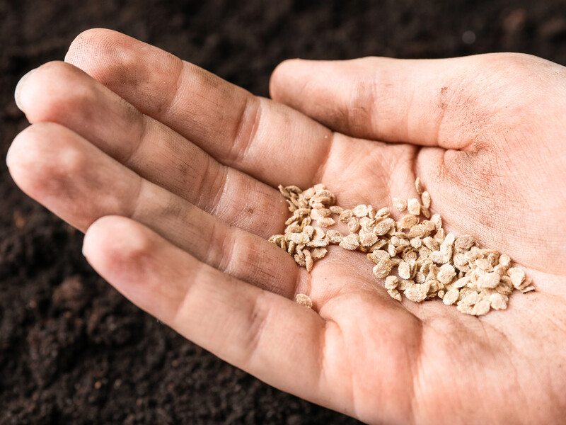 Обробіть насіння на розсаду цими аптечними препаратами – і розсада буде міцною