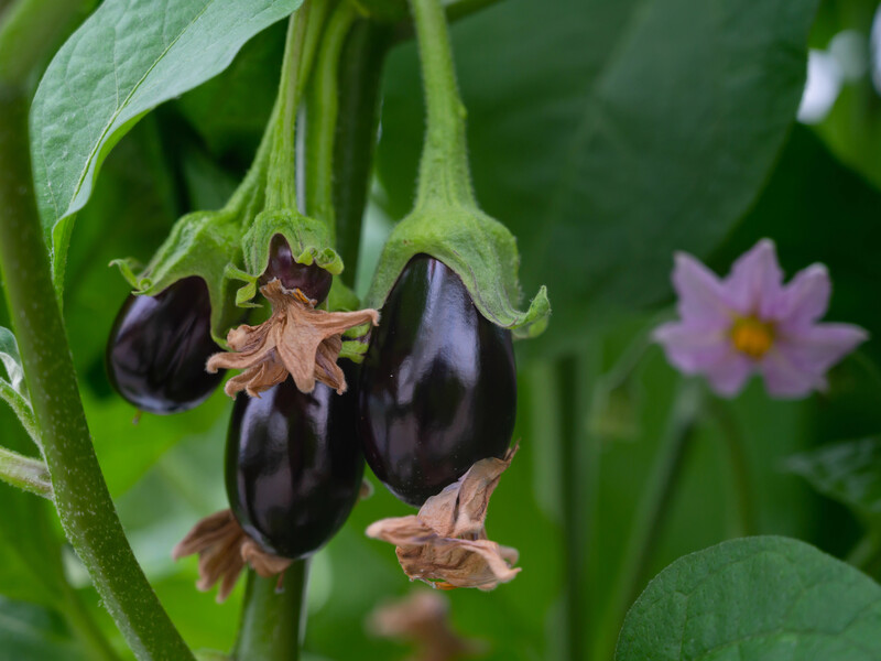 Які рослини можна садити на розсаду в січні