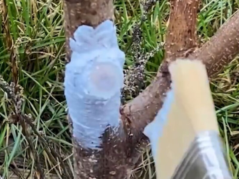 Розчиніть це у воді – і вийде ефективна замазка для захисту зрізів на деревах