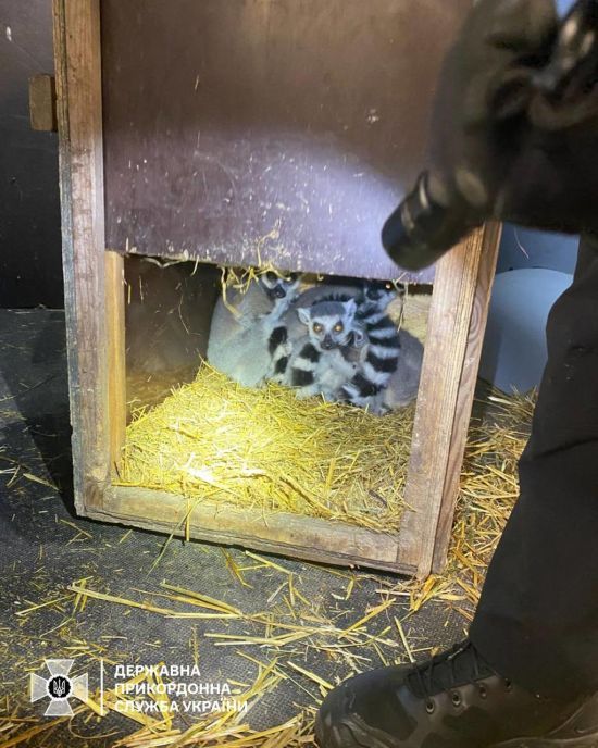 Поляк намагався вивезти з України лемурів та екзотичних птахів (фото)