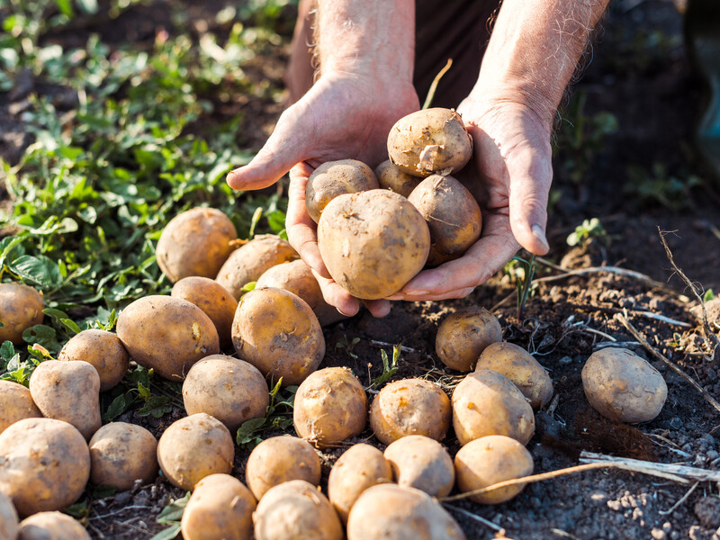 "Із 20 кущів картоплі можна буде восени зібрати до 40 відер". Покладіть це в лунки під час саджання