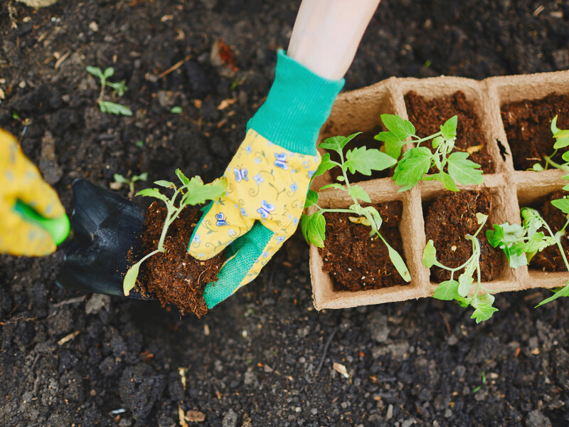 Якщо зробите це зарано – втратите урожай томатів. Поради з вирощування розсади