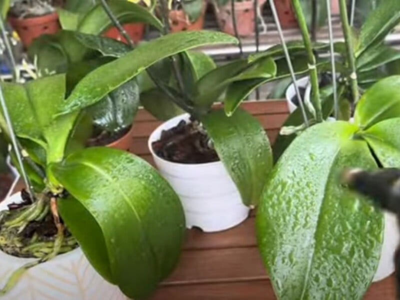 Протирайте цим листя орхідеї, щоб захистити її від грибка і шкідників. Ефективний метод