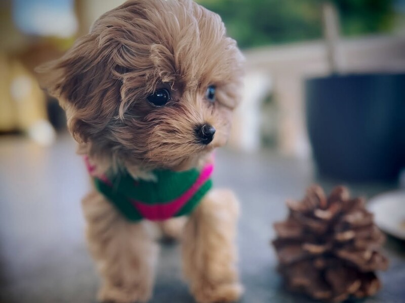 Камінська показала, як намагається почистити зуби своєму собаці. Відео