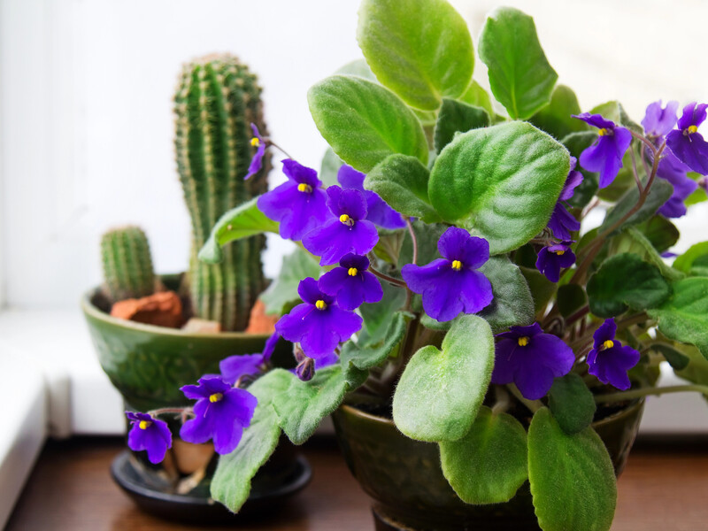 Чому добрива для фіалок – не головне? Секрети догляду від квітникарки Чому добрива для фіалок – не головне? Секрети догляду від квітникарки