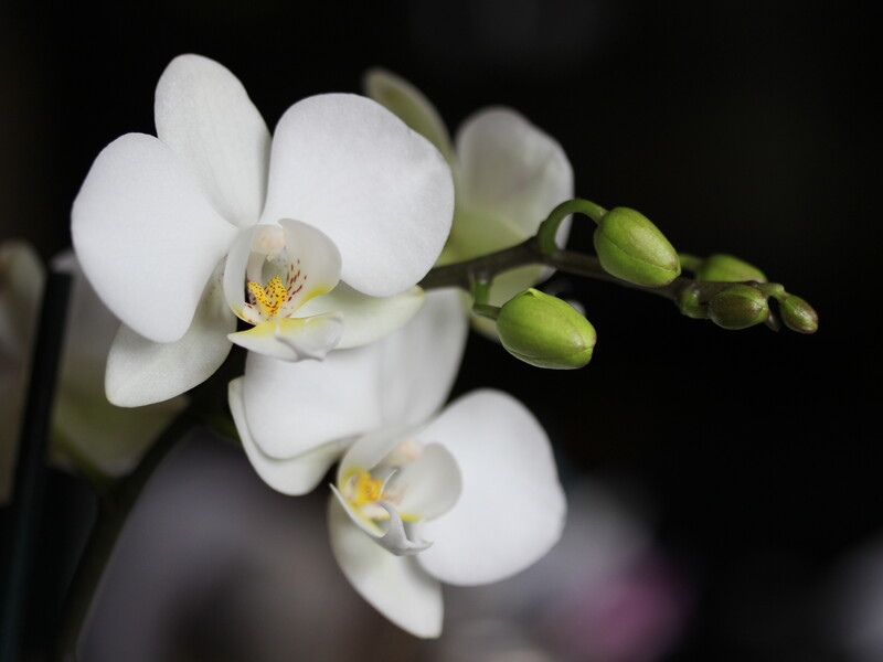 Приготуйте натуральне підживлення лише із трьох компонентів – і орхідея дасть нові квітконоси. Рецепт