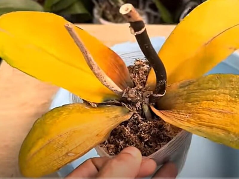 Залийте це водою – і пожовкла орхідея знову оживе. Рецепт настою без хімії