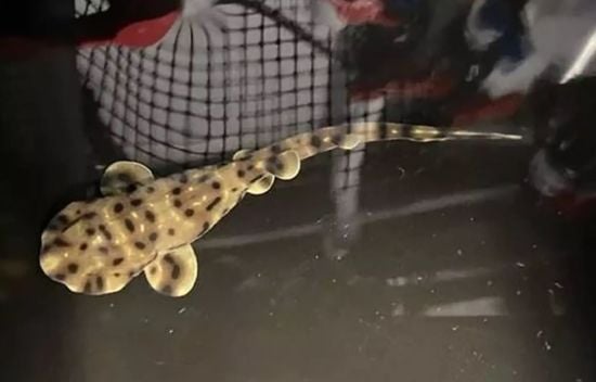 Величезна загадка: "незаймана" акула народила, попри те, що живе акваріумі без самця – фото