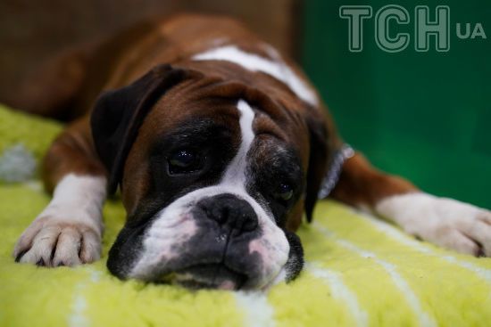 Серцевий напад у собаки: власниця тварини назвала важливий симптом