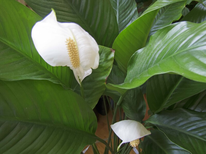 "Цей чудодійний настій оживить спатифілум". Рецепт підживлення, яке стимулює ріст і цвітіння