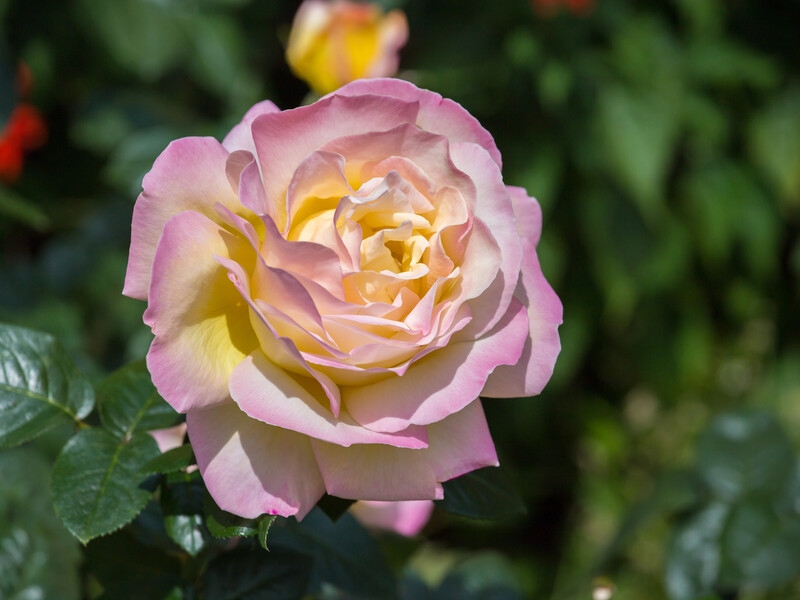 Щоб троянди не хворіли – не саджаєте ці квіти поряд