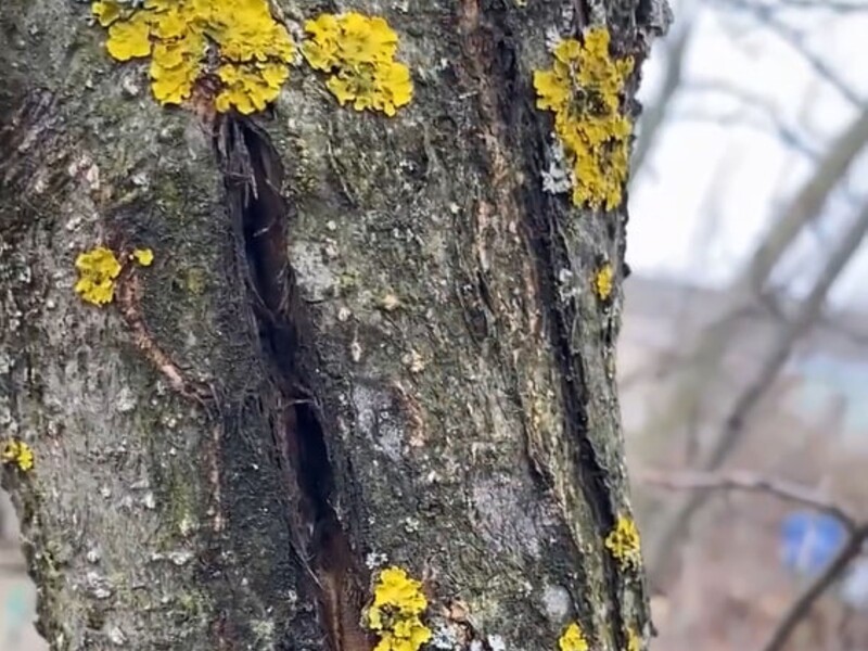 Нанесіть це на тріщину – і вона затягнеться. Садівник розповів, як і чим лікувати плодові дерева