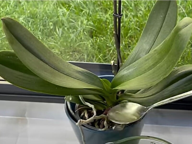 Щомісяця поливайте орхідею цим настоєм – і в неї з'явиться багато нових квітконосів