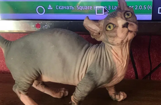 Ціна шокує: в Києві продають кошеня за 200 тисяч гривень