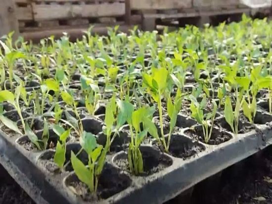 Коли висаджувати перець, баклажани на розсаду: розповідаємо, як розрахувати