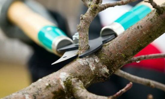 Зимова обрізка дерев: коли краще це робити, основні правила та ризики
