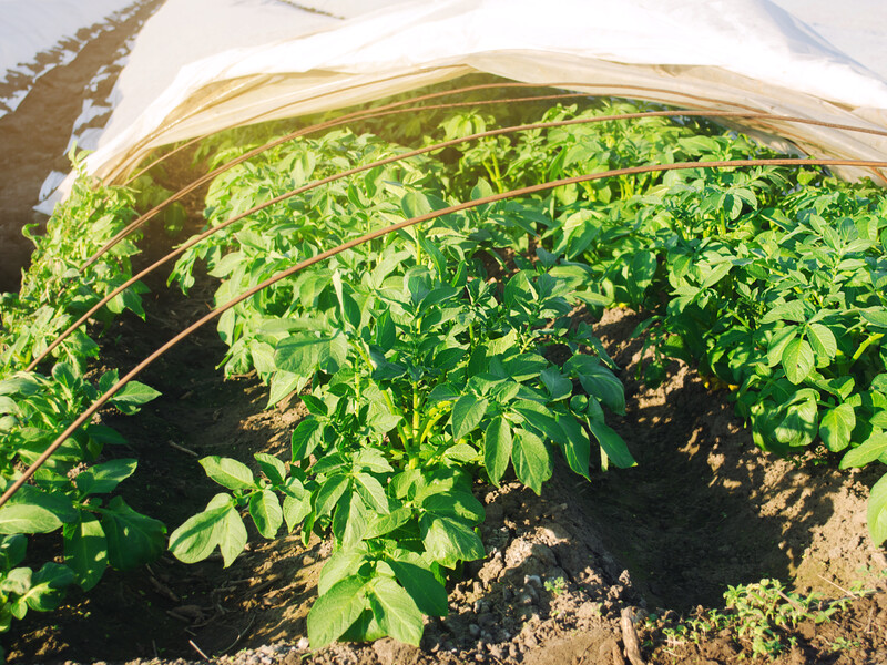 Посадіть картоплю у теплиці в такі дні січня, лютого та березня – і отримаєте щедрий врожай