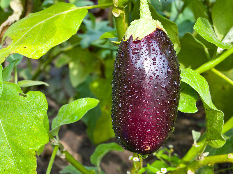 Покладіть це в духовку перед посівом насіння – і зберете щедрий урожай баклажанів