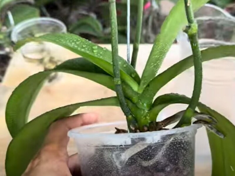 Розчиніть це у воді – і пожовкла орхідея знову зацвіте. Рецепт простого підживлення без хімії