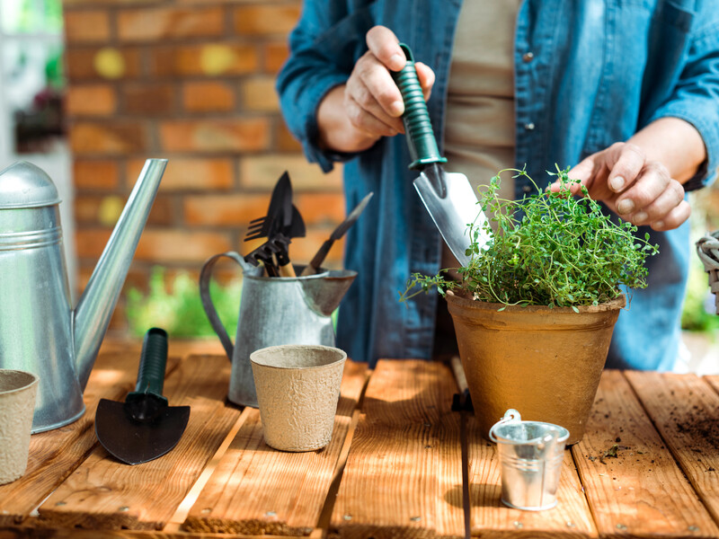 Щоб кімнатна рослина проросла швидко, покладіть це в горщик. Названо секретний метод
