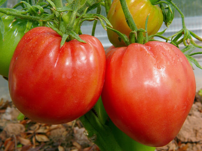 Насичено солодкі – найкращі п'ять сортів помідорів із десертним смаком