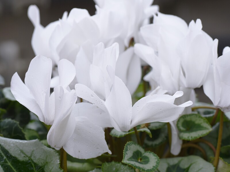 Чим білий цикламен відрізняється від яскравих у догляді – поради для рясного цвітіння
