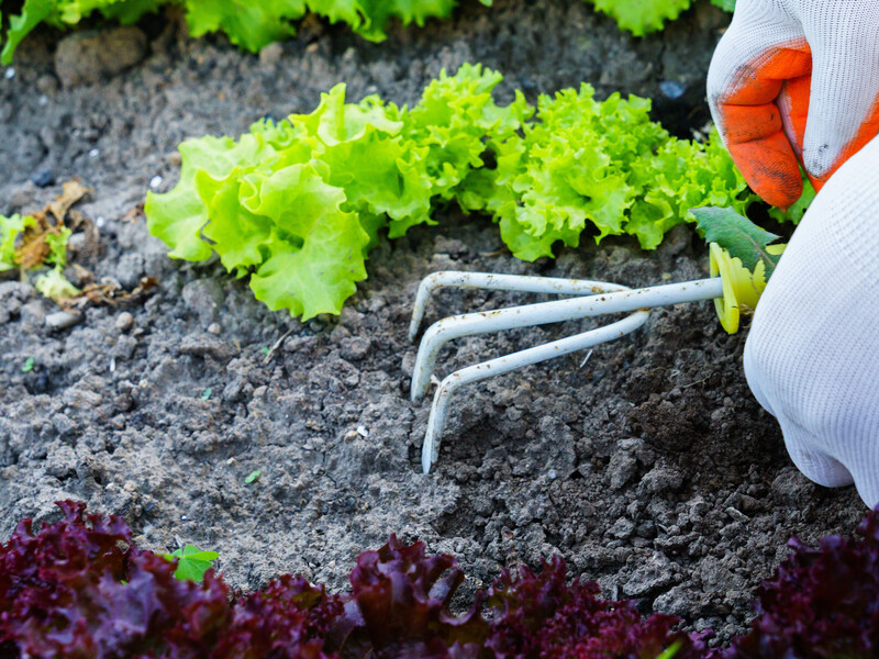 Не робіть підгортання цих городніх культур, щоб не зіпсувати врожаю. Городники дали пораду