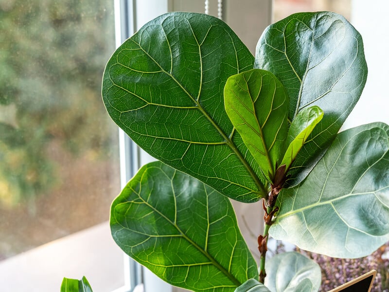 Як врятувати фікус від втрати листя: ефективні способи відновлення рослини