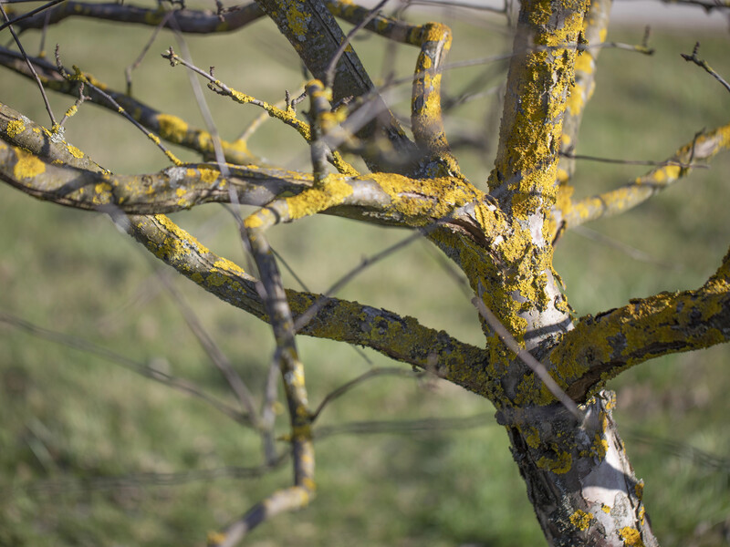 "Мохи й лишайники зникнуть". Обробіть дерева цим розчином
