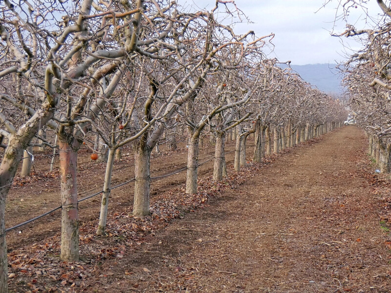 Не пропустіть першої обробки яблунь. Садівники назвали строки Не пропустіть першої обробки яблунь. Садівники назвали строки