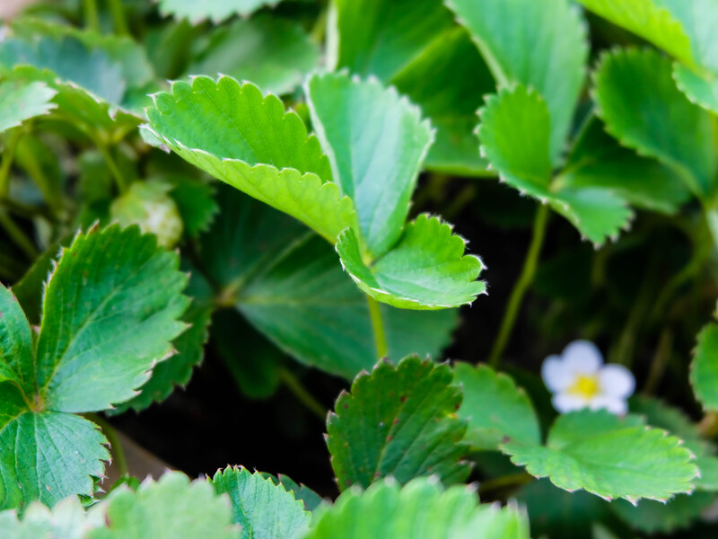 Добре цвіте, але не плодоносить – чому полуниця може не давати плодів