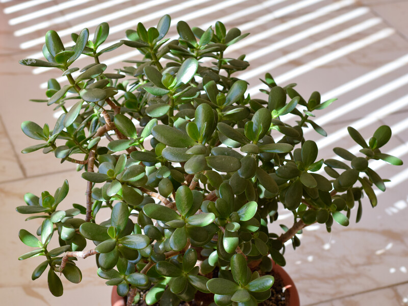 Цитрусовий лимонад і яєчні шкаралупи – які добрива любить грошове дерево