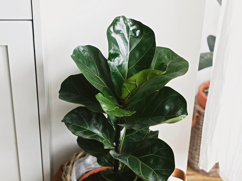 Як зробити листя фікуса глянцевим – цей продукт із холодильника працює краще за силіконові спреї
