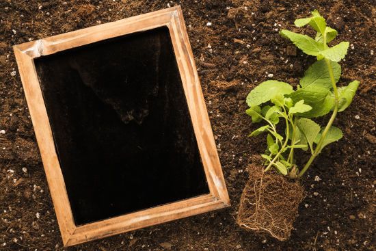 Як правильно підготувати ґрунт для розсади, щоб рослини добре росли й не хворіли