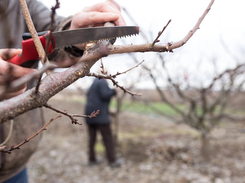 Що робити з обрізаними гілками дерев. Поради городників
