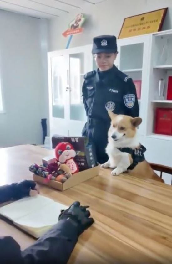 Спав на роботі та мочився в миску з їжею: поліцейський собака залишився без премії (фото)