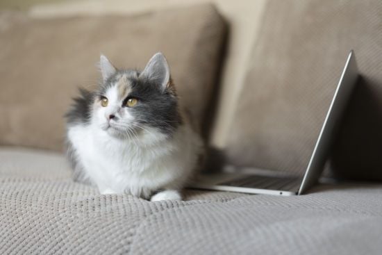 Кіт надіслав босу господарки заяву про звільнення: жінка втратила роботу і премію