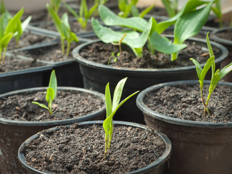 Температурний режим, спеціальний ґрунт і освітлення. Нюанси вирощування розсади перцю