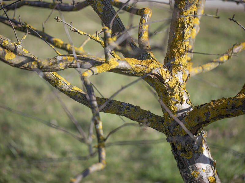 Вчасно скористайтеся цим методом – і гарантовано позбудетеся моху та лишайників на деревах