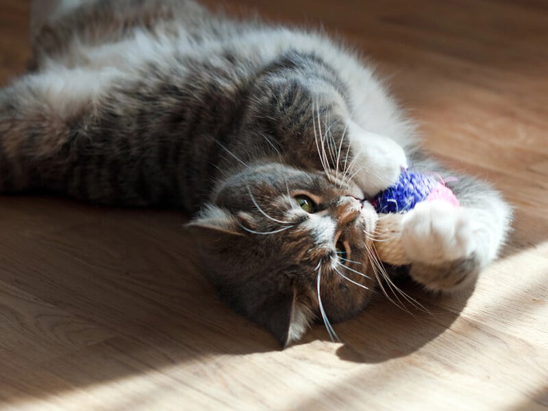 П'ять ознак, що в кота щось болить. Волонтер-"котомамуля" пояснив, коли треба звертатися до ветеринара