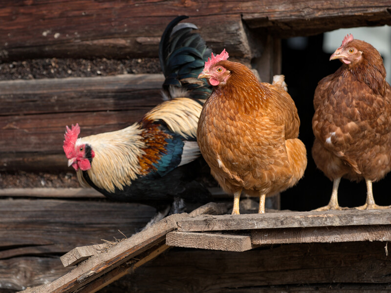 Обробіть цим курей – і вони знову почнуть нести яйця. Три ознаки, що птахи страждають від паразитів