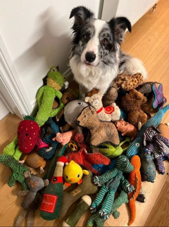 "Найрозумніший собака" вивчив понад 200 слів і знає назви усіх своїх іграшок – фото